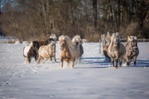 Shetland Ponys: Diskussion um internationale Anerkennung