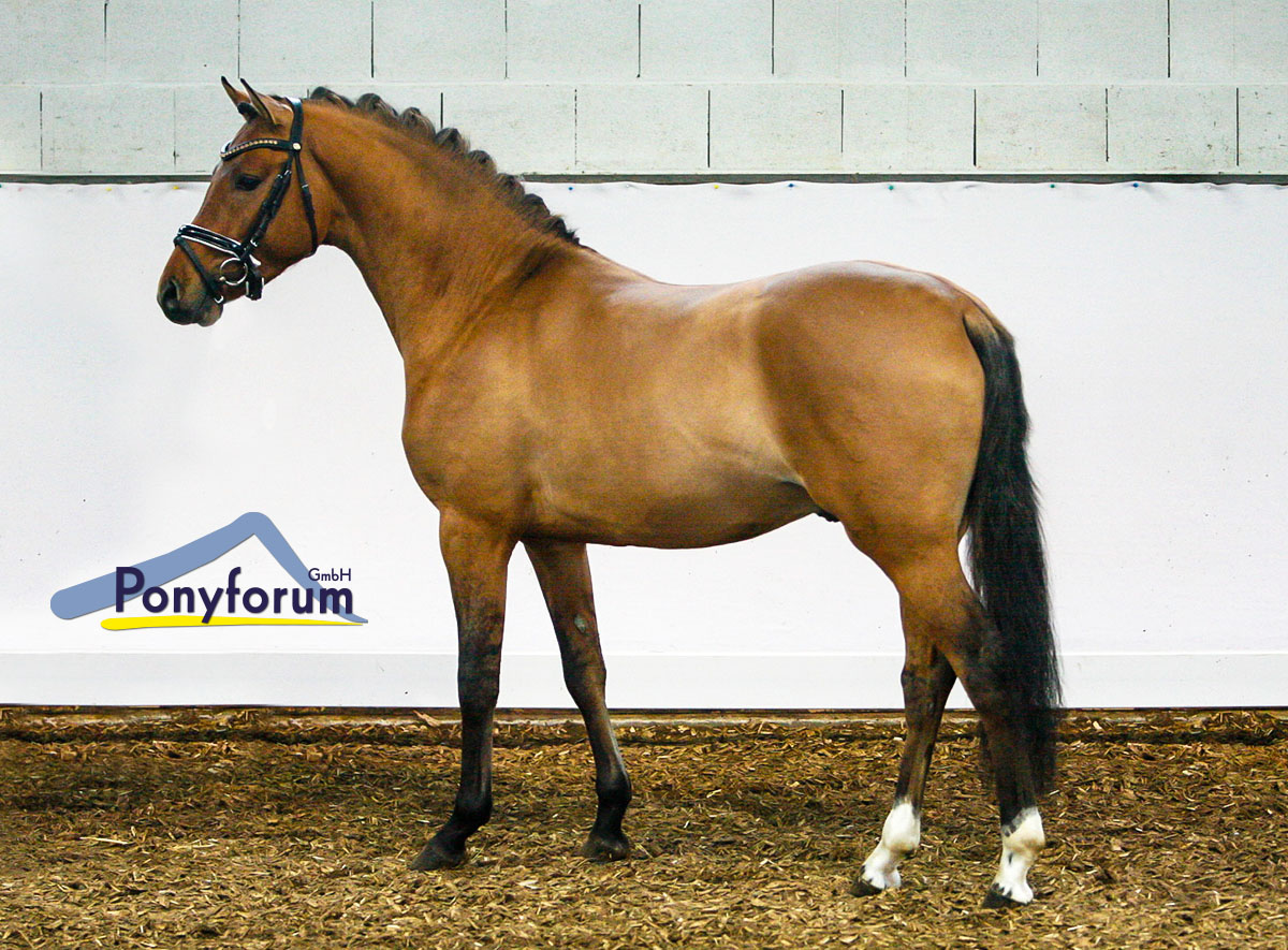 Ponyforum GmbH: Online Youngster Auktion mit Rekordpreisen