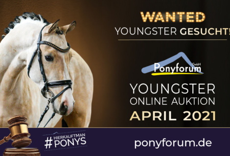 Ponyforum: Wanted! Youngster für die nächste Online Auktion