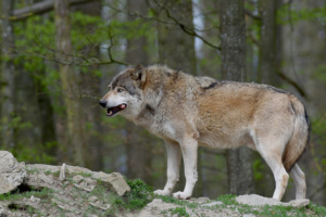 Initiative Wolf bleibt Wolf fordert aktives Wolfsmanagement