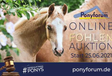 Ponyforum GmbH: Die 2. Online Fohlenauktion ist gestartet