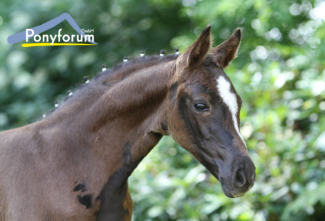 Ponyforum GmbH: 2. Online Fohlenauktion – 31 Reitponyfohlen fanden neue Besitzer!