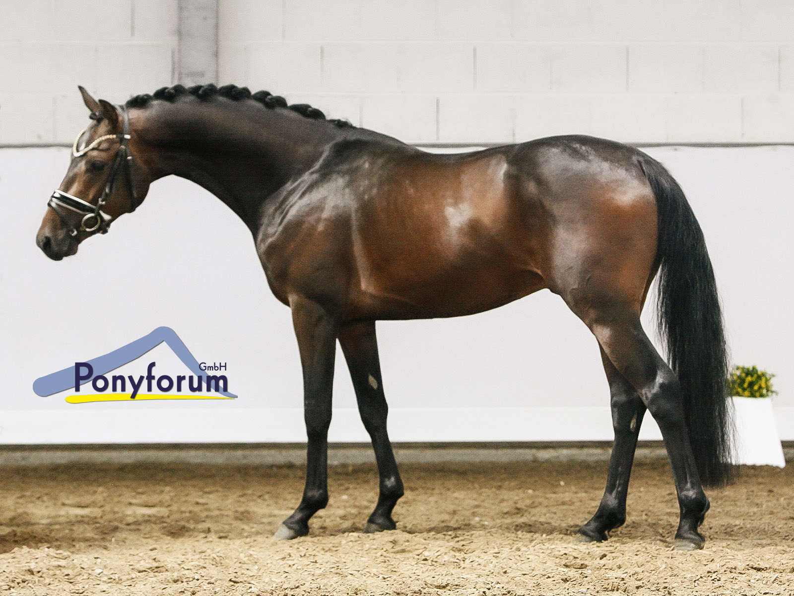 Ponyforum: Youngster Online Auktion mit top Ergebnis