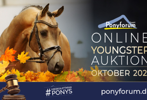 Ponyforum GmbH: Wanted! Youngster für die nächste Online Auktion