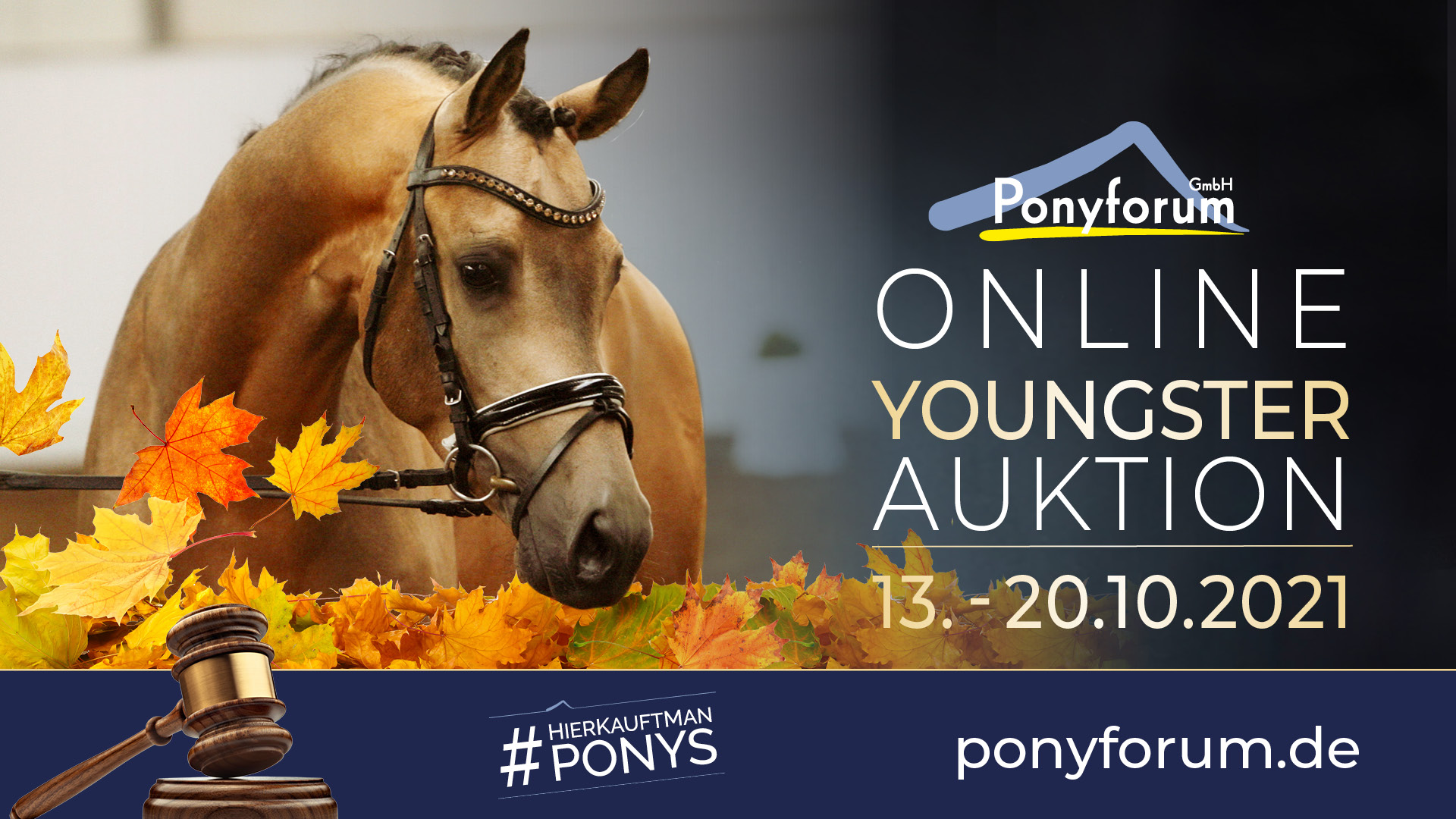 Ponyforum GmbH: 27 Youngster in der aktuellen Online Auktion!