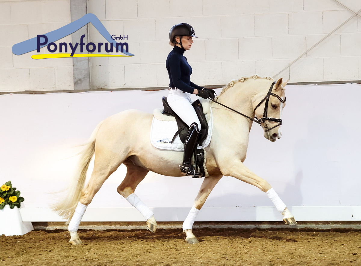 Ponyforum GmbH: Starker Jahresauftakt mit Reitpony Online Auktion