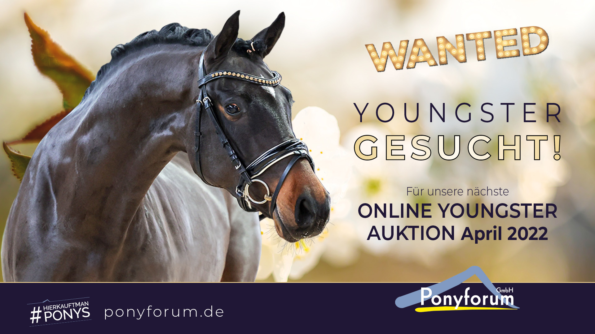 Ponyforum GmbH: Nächste Youngsterauktion im April