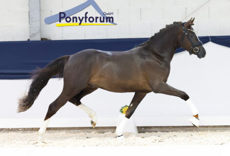 Ponyforum GmbH: Neuer Preisrekord bei der Youngster Auktion