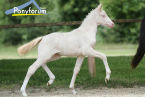 Ergebnisse 2. Online Fohlenauktion der Ponyforum GmbH:
