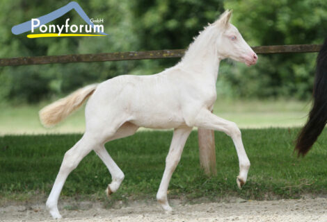 Ergebnisse 2. Online Fohlenauktion der Ponyforum GmbH: