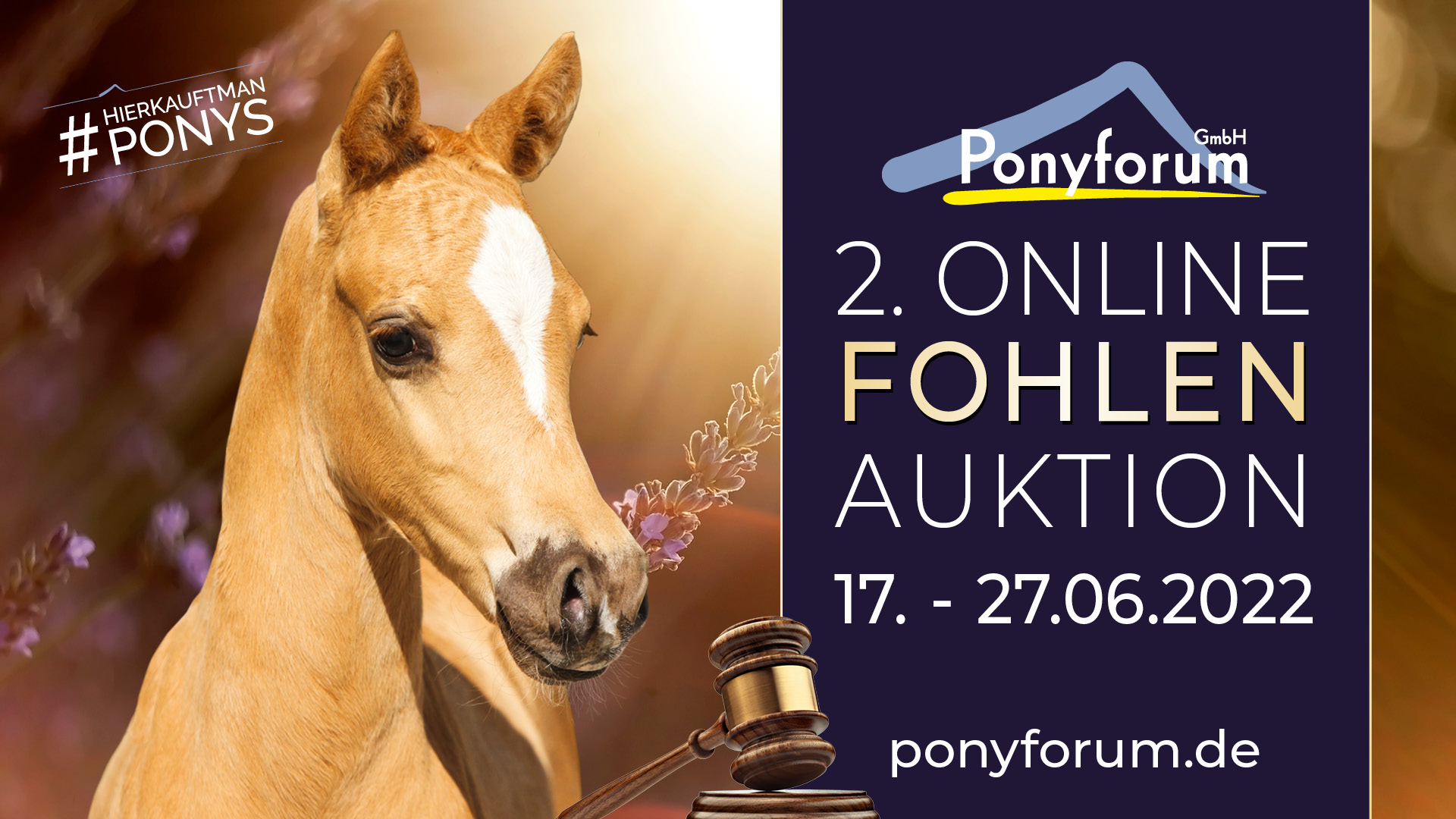 Ponyforum GmbH: Fohlensommer 2022 – die 2. Online Fohlenauktion läuft!