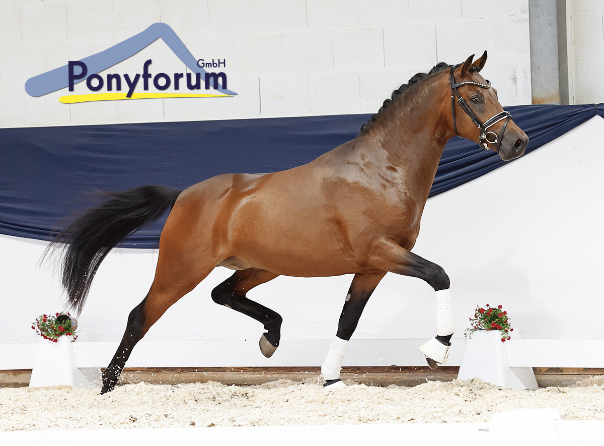 Ponyforum GmbH: Neuer Spitzenpreisrekord