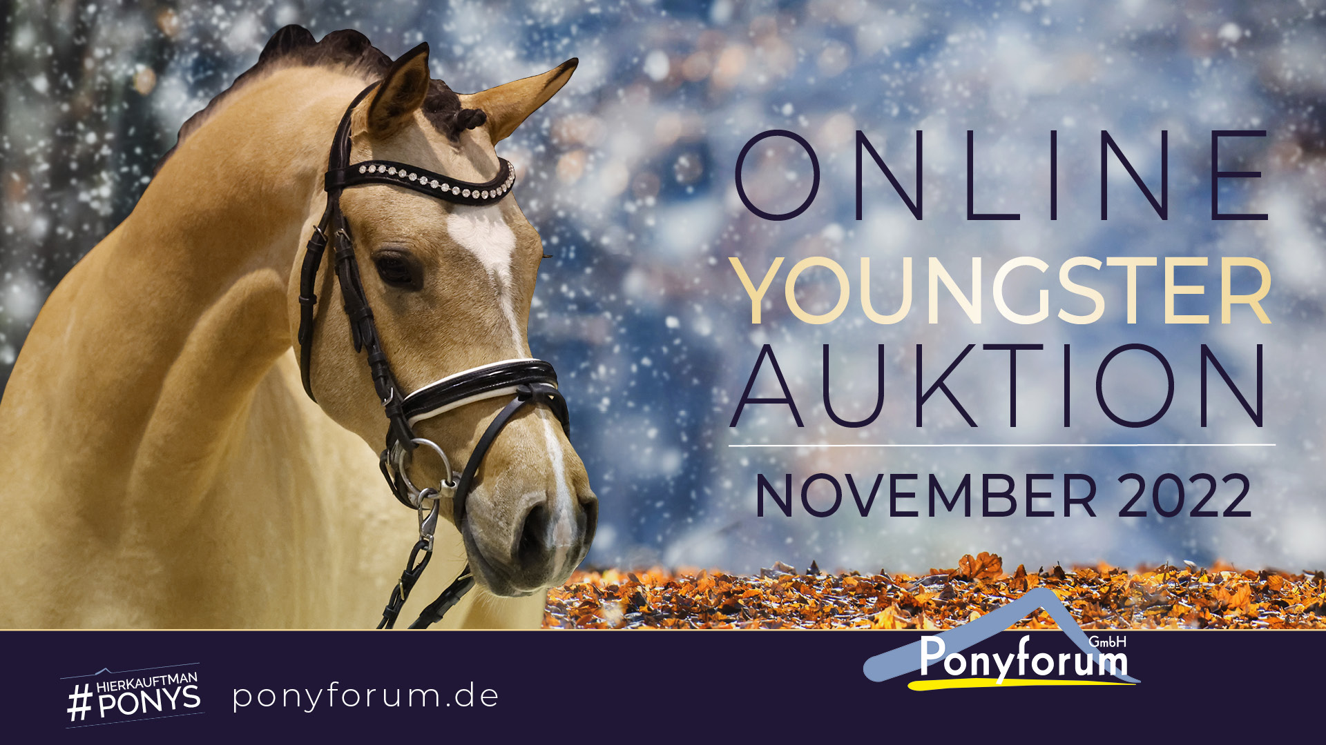 Ponyforum GmbH: Startschuss für die Online Youngster Auktion