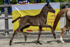 Ponyforum GmbH: Ergebnis der 1. Fohlenauktion übertrifft alle Erwartungen