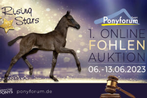 Ponyforum GmbH: RISING STARS  – Start der 1. Fohlenauktion