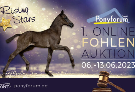 Ponyforum GmbH: RISING STARS  – Start der 1. Fohlenauktion