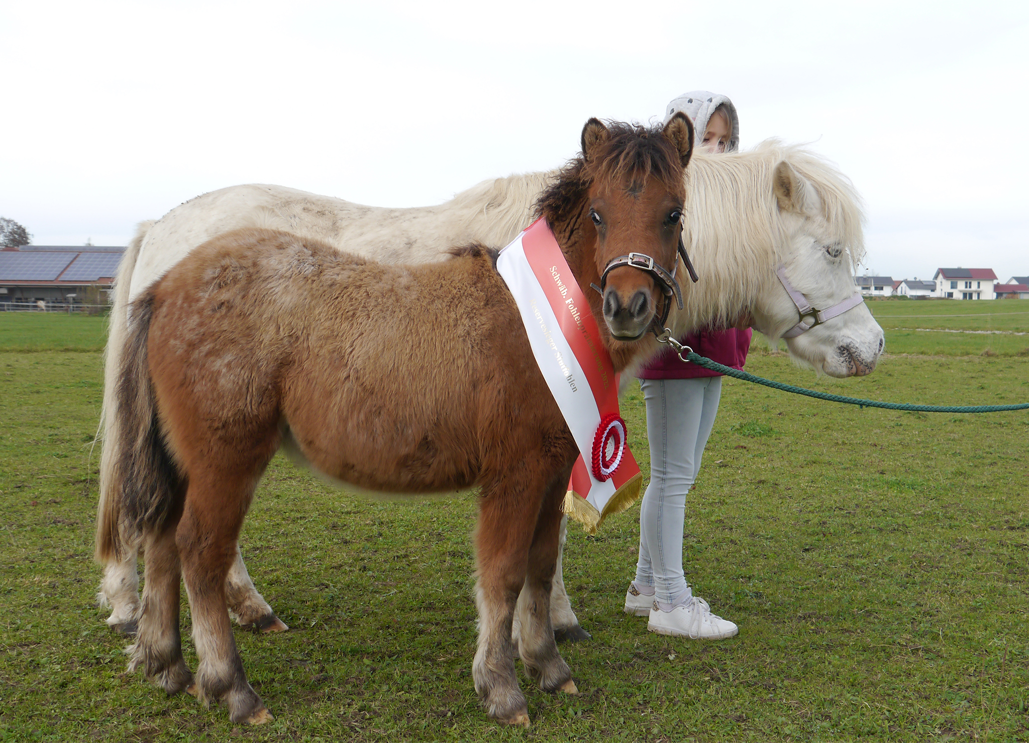 Der schwäbische Ponyzuchtverband unterstützt seine Mitglieder